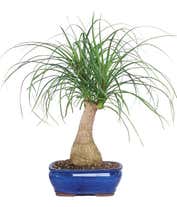 Ponytail Palm Potted Plant