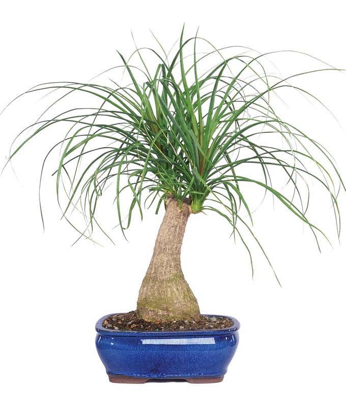 Ponytail Palm Potted Plant