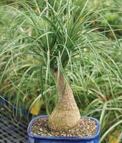 Alternative image 1 for Ponytail Palm Potted Plant