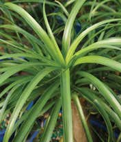 Alternative image 2 for Ponytail Palm Potted Plant