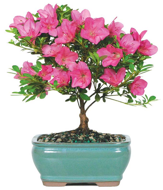 Pink Azalea Bonsai at From You Flowers