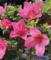 Alternative image 1 for  A lovely pink azalea plant, approximately 6-8 inches tall, beautifully presented in a ceramic planter. This charming plant adds a touch of color and elegance to any space.
