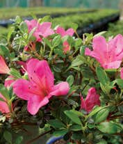 Alternative image 2 for  A lovely pink azalea plant, approximately 6-8 inches tall, beautifully presented in a ceramic planter. This charming plant adds a touch of color and elegance to any space.