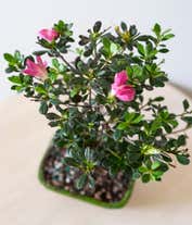 Alternative image 3 for  A lovely pink azalea plant, approximately 6-8 inches tall, beautifully presented in a ceramic planter. This charming plant adds a touch of color and elegance to any space.