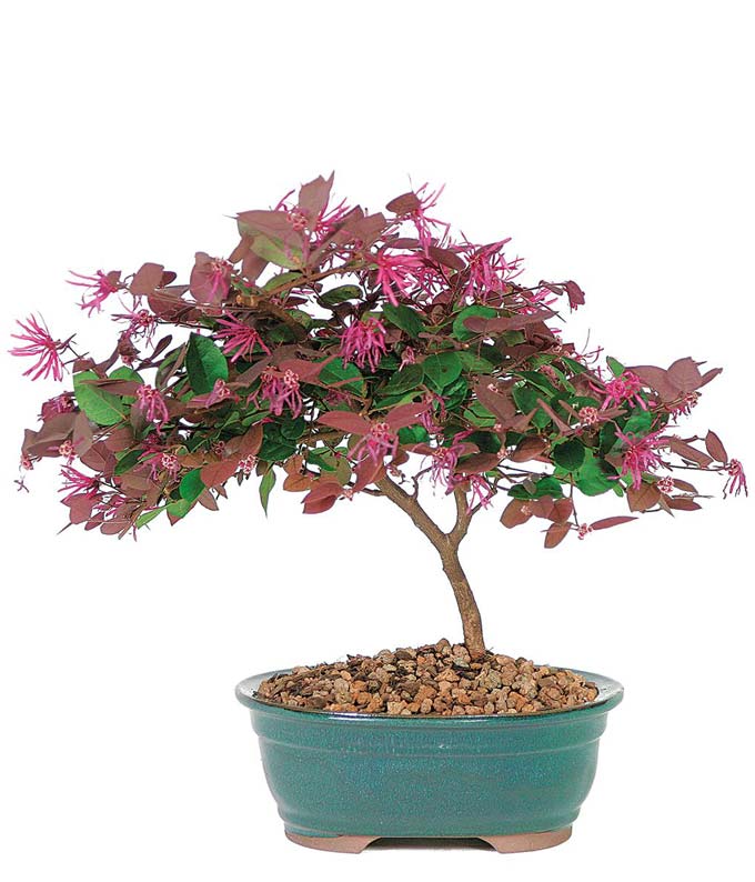 Fuchsia Fringe Flower Bonsai Plant at From You Flowers