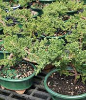 Alternative image 1 for Japanese Juniper Bonsai Tree
