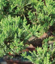 Alternative image 2 for Japanese Juniper Bonsai Tree