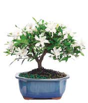 Gardenia Bonsai Potted Plant 