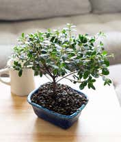 Alternative image 2 for Gardenia Bonsai Potted Plant 