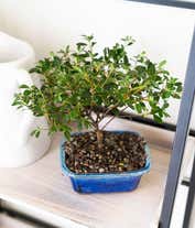 Alternative image 3 for Gardenia Bonsai Potted Plant 