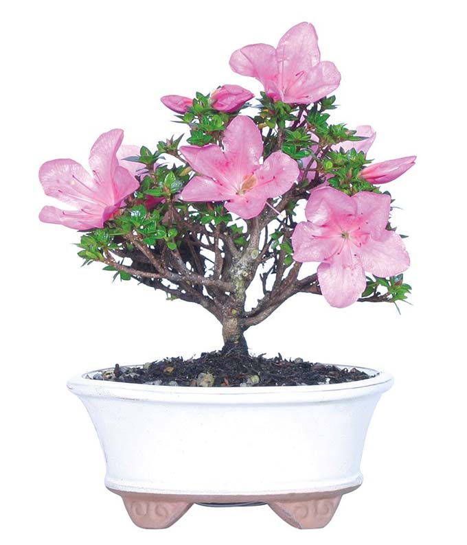 Kazan Azalea Bonsai Plant at From You Flowers