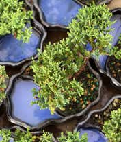 Alternative image 1 for Zen Reflections Juniper Bonsai Plant