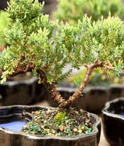 Alternative image 2 for Zen Reflections Juniper Bonsai Plant