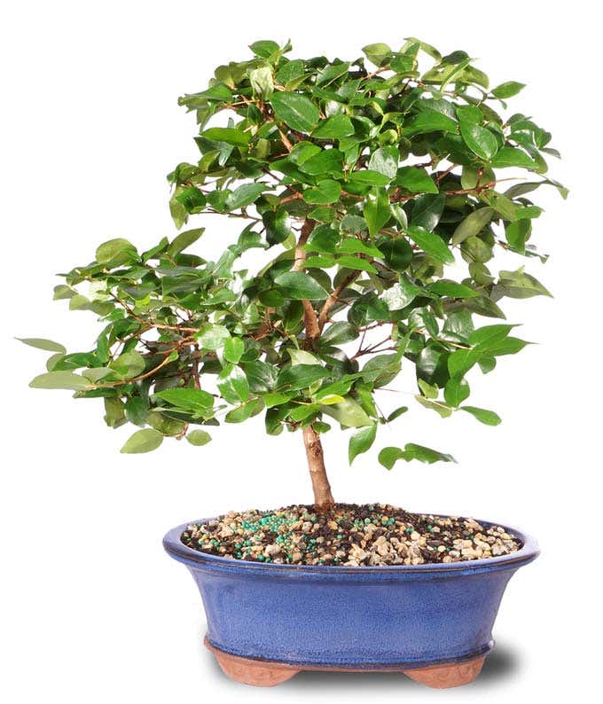 Sweet Cherry Bonsai Tree at From You Flowers Sweet Cherry Bonsai Tree at From You Flowers