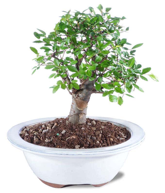 Chinese Elm Potted Bonsai Plant
