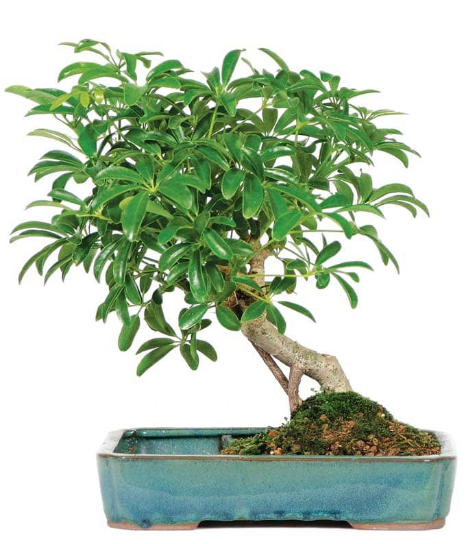 Hawaiian Umbrella Bonsai in Water Pot - DT0117ALW