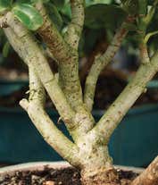 Alternative image 2 for Hawaiian Umbrella Bonsai