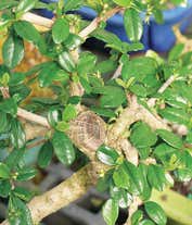 Alternative image 1 for Fukien Tea Bonsai Tree