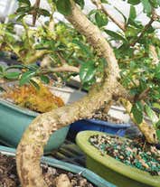 Alternative image 2 for Fukien Tea Bonsai Tree