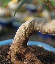 Alternative image 1 for Golden Gate Ficus Bonsai Tree