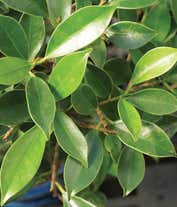 Alternative image 2 for Golden Gate Ficus Bonsai Tree
