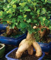 Alternative image 1 for Deluxe Ginseng Grafted Ficus