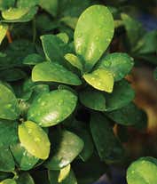 Alternative image 2 for Deluxe Ginseng Grafted Ficus