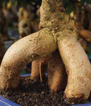 Alternative image 3 for Deluxe Ginseng Grafted Ficus