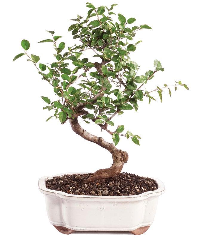 【関税込み】Bonsai グリーン＆ブルー Bloom フーディ Brussel's Bonsai 12-in White Feature Fukien Tea In Pot (With
