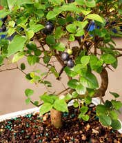 Alternative image 1 for Sweet Plum Bonsai Tree