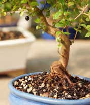 Alternative image 2 for Sweet Plum Bonsai Tree