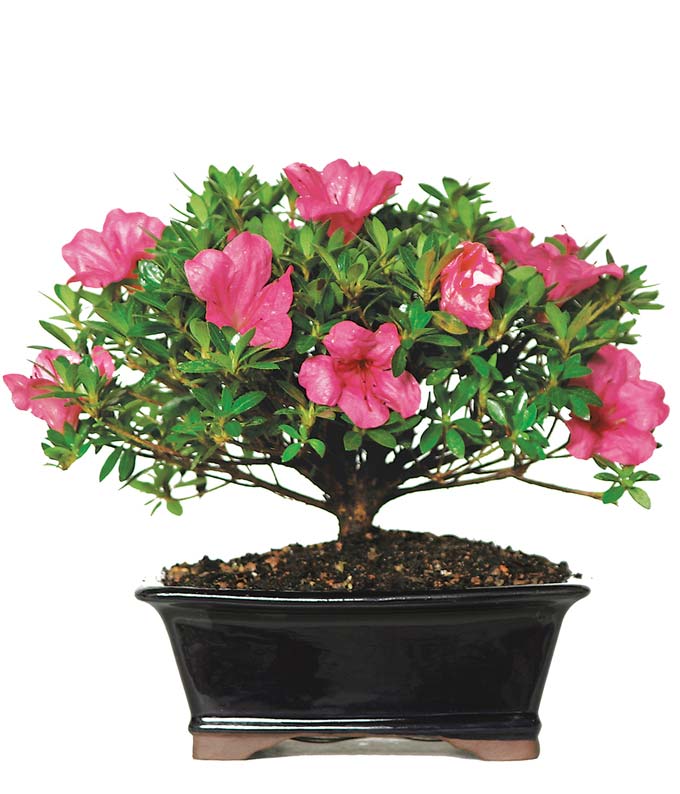 Deluxe Azalea Bonsai at From You Flowers