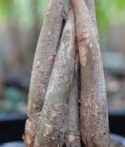 Alternative image 2 for Money Tree Bonsai