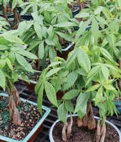 Alternative image 1 for Braided Money Tree Bonsai Planter