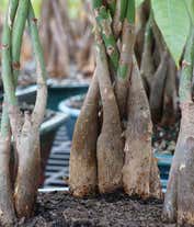 Alternative image 2 for Braided Money Tree Bonsai Planter
