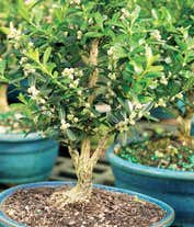 Alternative image 1 for Harland Boxwood Bonsai Tree