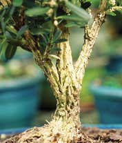 Alternative image 3 for Harland Boxwood Bonsai Tree