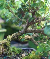 Alternative image 1 for Natal Plum Potted Bonsai 