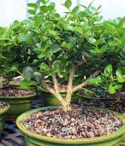 Alternative image 2 for Natal Plum Potted Bonsai 