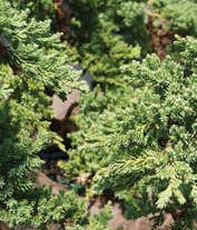 Alternative image 1 for Juniper Bonsai in Rock Planter
