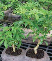 Alternative image 1 for Hawaiian Umbrella Bonsai in Rock Planter