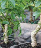 Alternative image 2 for Hawaiian Umbrella Bonsai in Rock Planter