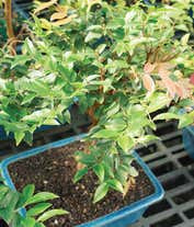 Alternative image 1 for Jaboticaba Bonsai Tree