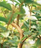 Alternative image 2 for Jaboticaba Bonsai Tree