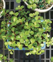 Alternative image 1 for Deluxe Dwarf Jade Bonsai Tree