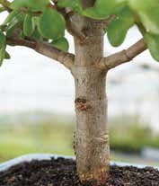 Alternative image 2 for Deluxe Dwarf Jade Bonsai Tree
