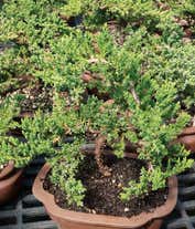 Alternative image 1 for Arching Juniper Bonsai Tree