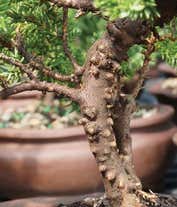 Alternative image 2 for Arching Juniper Bonsai Tree