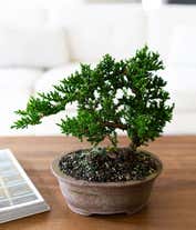 Alternative image 3 for Arching Juniper Bonsai Tree