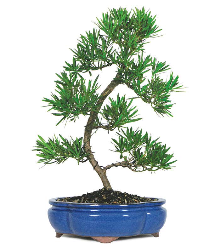 Dwarf Podocarpus Bonsai at From You Flowers